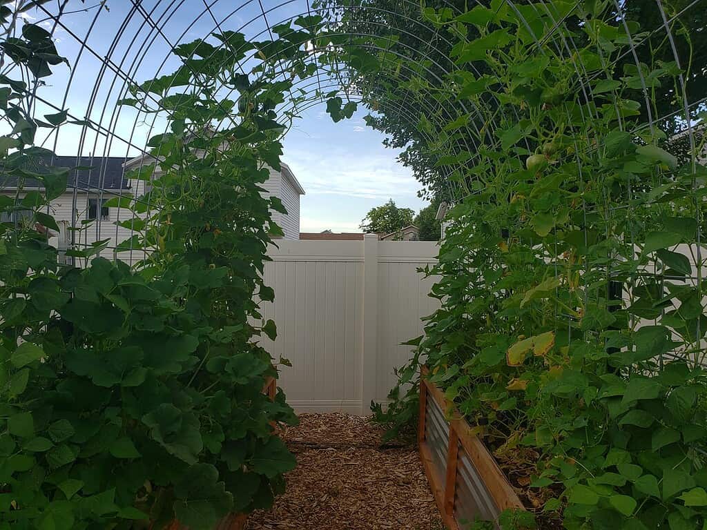 Tunnel trellis covered with climbing vegetable vines over raised garden beds.
