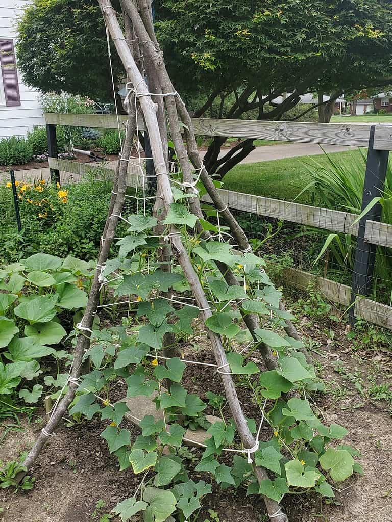Cucumber vines climbing a rustic teepee trellis in a backyard garden.
