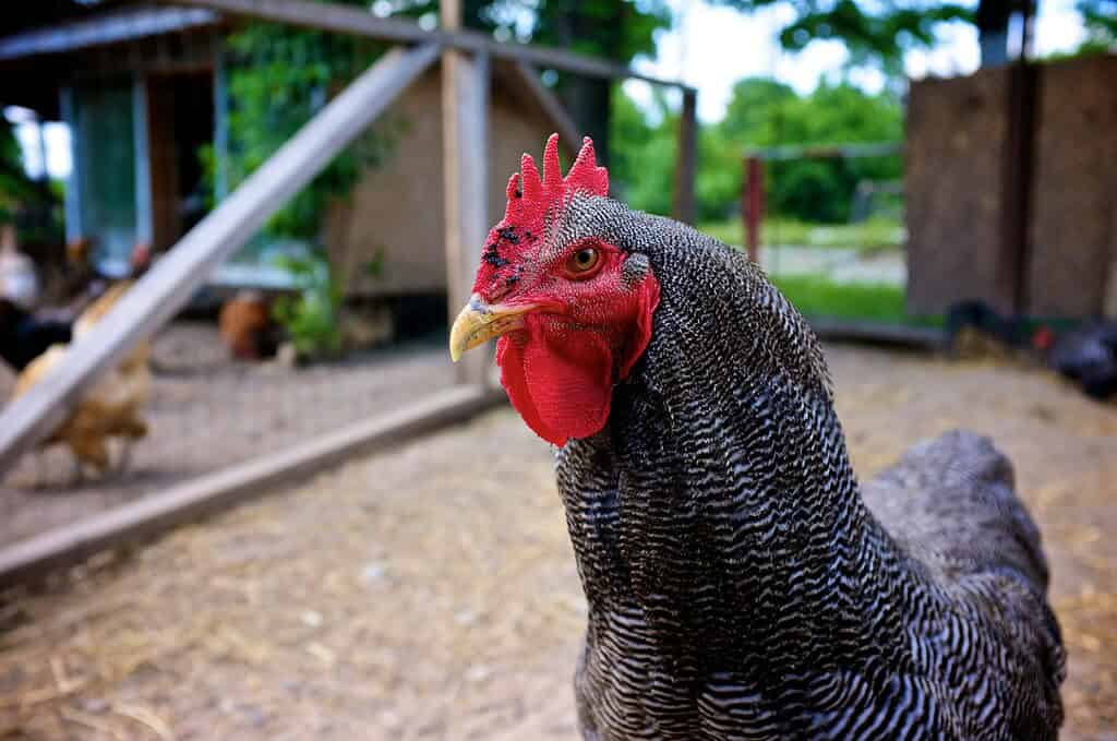 Barred Plymouth Rock chicken standing near a coop in a farmyard.