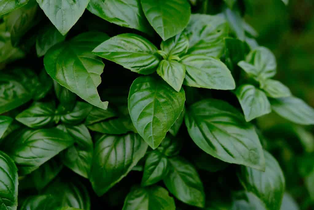 Close-up of fresh green basil leaves growing densely on a plant.
