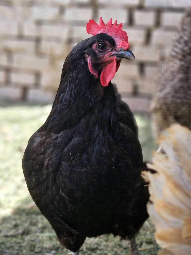 Black Australorp chicken standing outdoors near other hens.