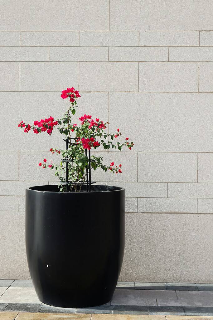 Flower pot with red blooms in a modern black planter against a stone wall.