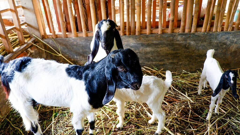 Boer dairy goats with kids inside a wooden goat barn.
