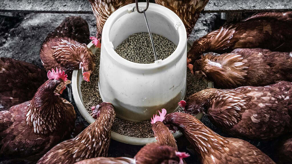 Brown chickens gathered around a feeder eating pellets.
