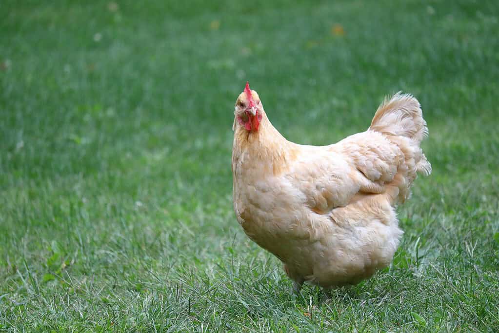 Buff Orpington chicken standing alone on green grass.