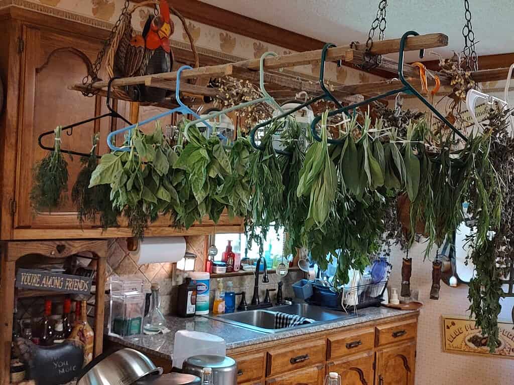 Bundles of basil and mixed herbs hanging to dry in rustic kitchen interior