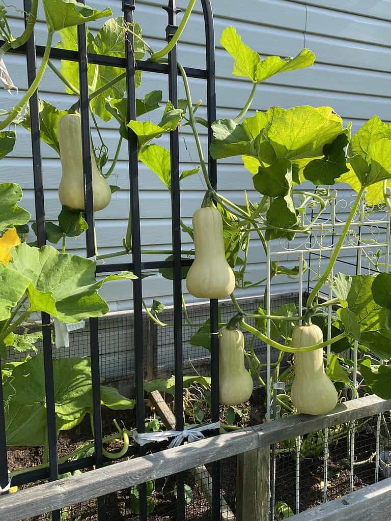Butternut squash growing vertically on a black metal trellis in a raised garden bed.
