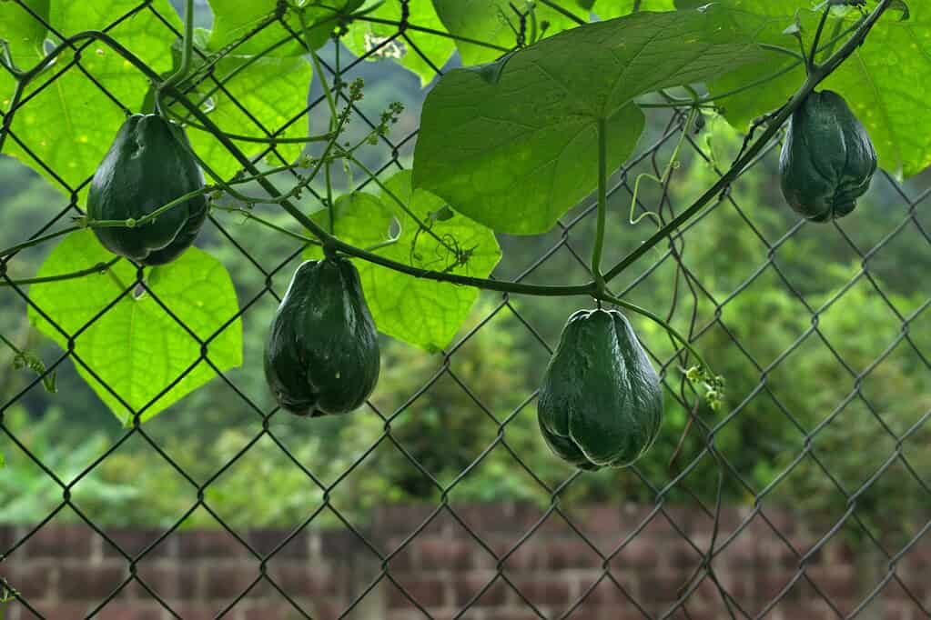 Chayote squash hanging from a vine on a chain-link trellis.
