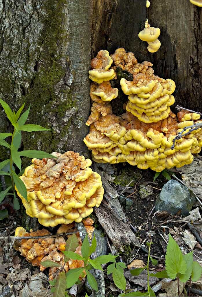 Bright yellow chicken of the woods mushrooms growing in layered clusters on a tree trunk near the forest floor.