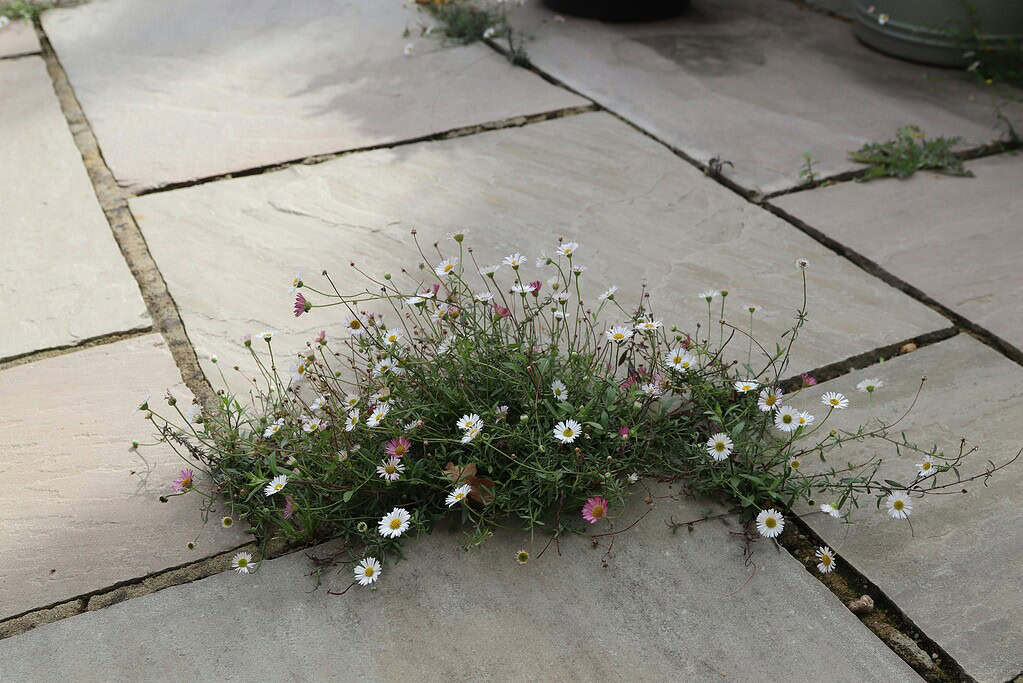 Weeds and small flowers growing between stone pavers.