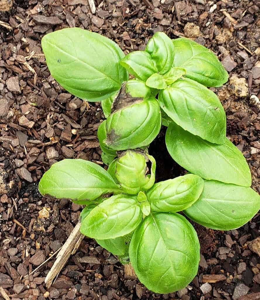 Young sweet basil seedlings with damaged leaves growing in mulch-covered garden soil
