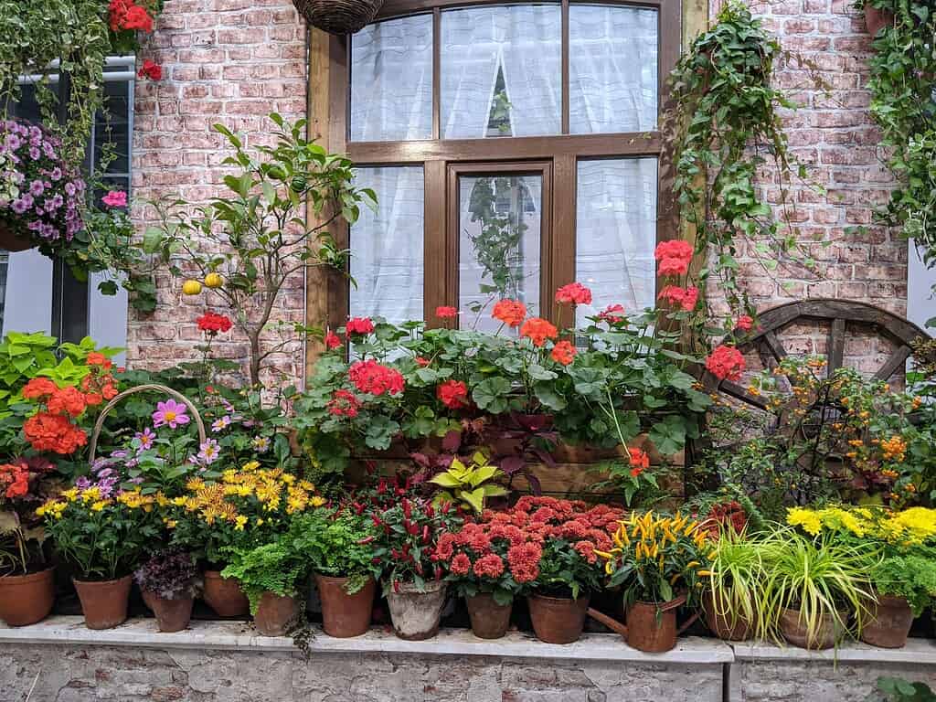 Flower pots with colorful blooms arranged outside a rustic brick house window.
