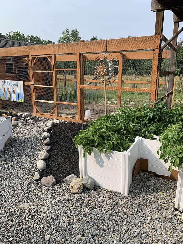 Wooden outdoor quail coop beside raised garden beds and gravel path.
