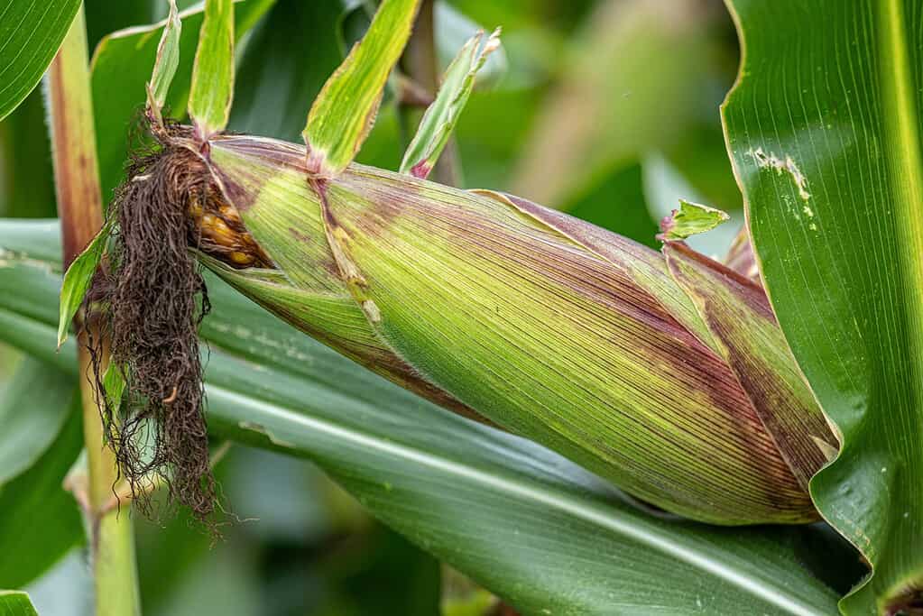 Ear of corn with green husk and dark brown silk growing on a corn stalk.
