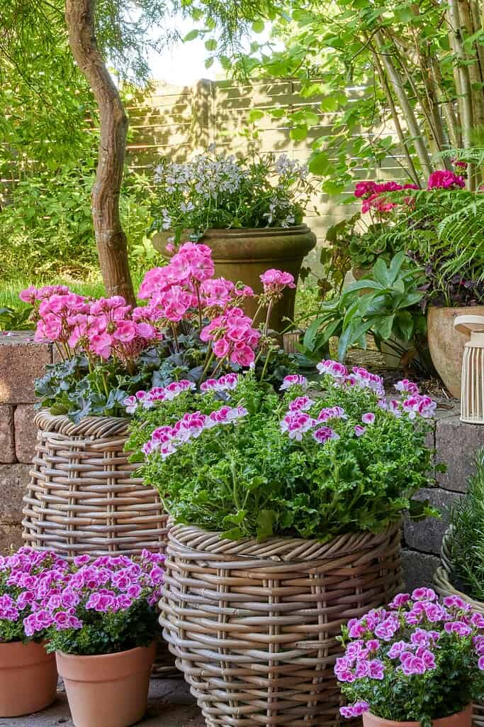 Flower pots with pink blossoms arranged in a lush garden setting.