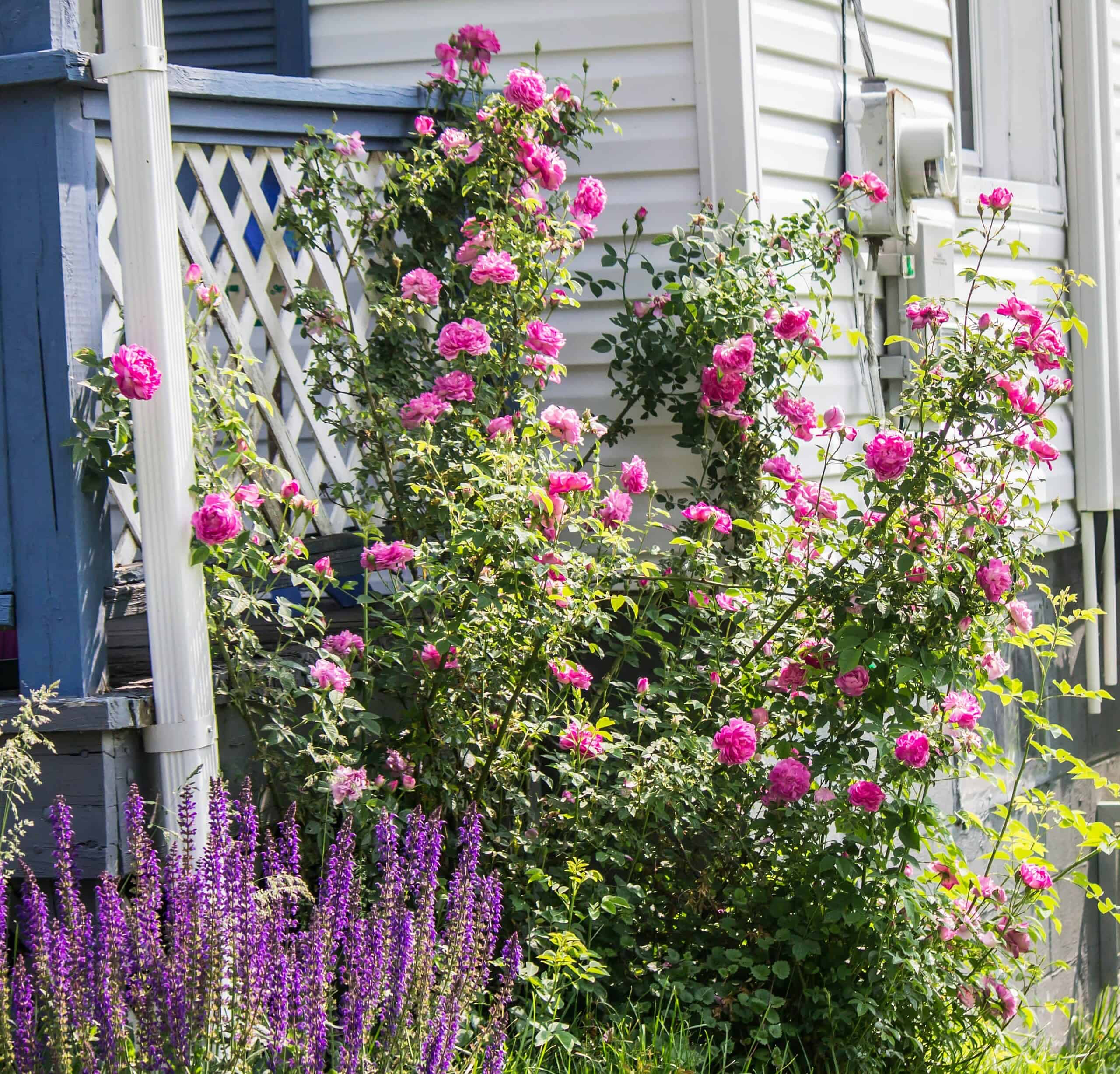 Cottage garden with pink climbing roses and purple flowers beside a white house.