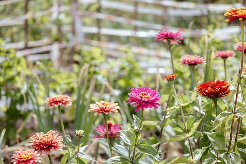 Cottage garden zinnias in pink and orange blooming near a rustic wooden fence.
