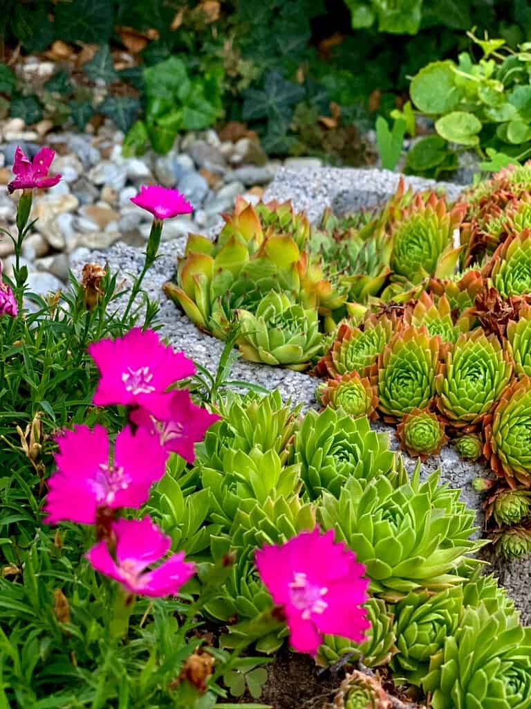 Cottage garden succulents and bright pink flowers growing among stone edging.
