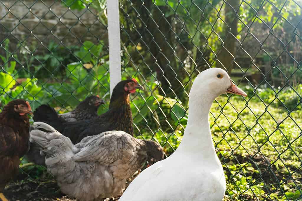 White duck standing beside several chickens in a sunny fenced yard.
