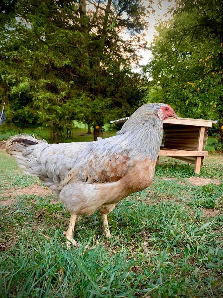 Easter Egger chicken standing on grass near a small coop outdoors.