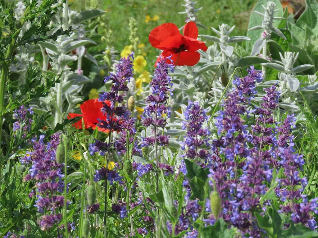 Colorful cottage garden flowers with red poppies, purple blooms, and soft silver foliage.

