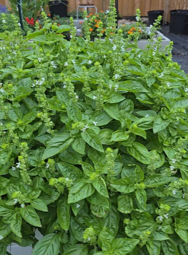 Flowering sweet basil plant growing densely in garden bed