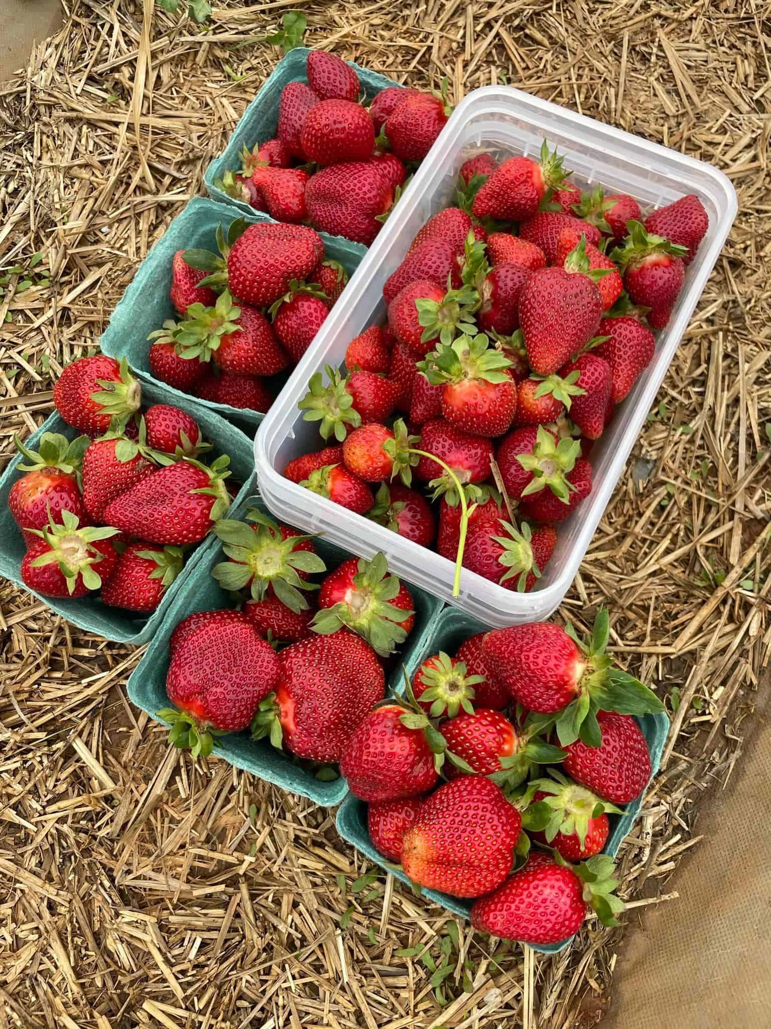 Freshly picked strawberries in baskets and a plastic container on a straw-covered ground.