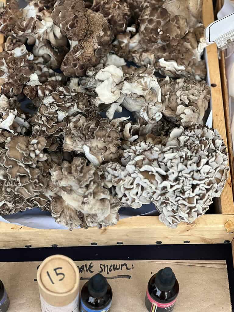 Frilly maitake (hen of the woods) mushrooms piled in a market display.
