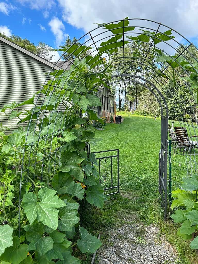 Garden arch trellis covered with climbing squash vines beside a backyard path.

