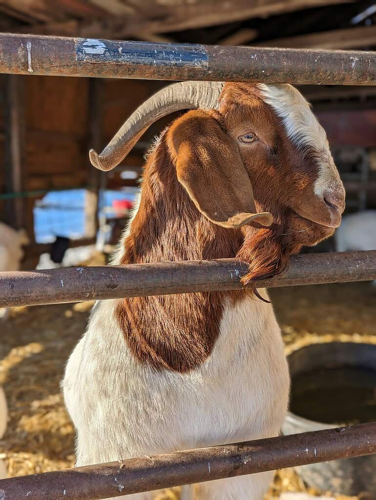 Boer dairy goat resting its head through a metal fence in a barn.
