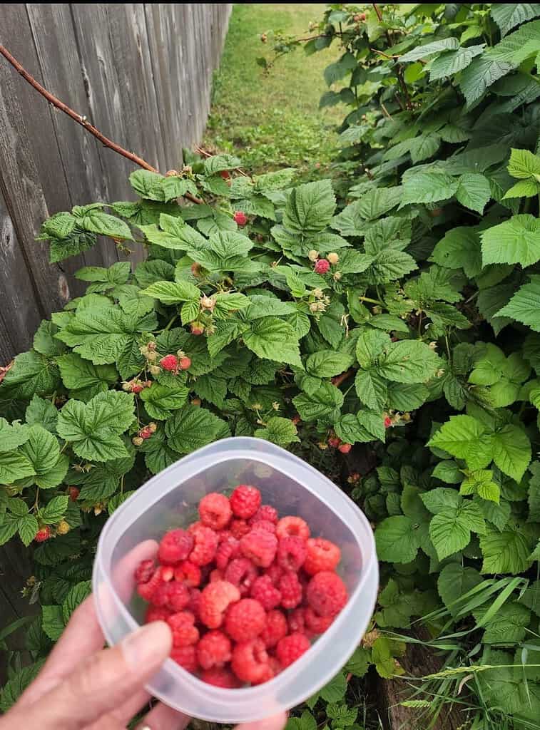 Hand holding a container of freshly picked raspberries beside a lush raspberry patch along a wooden fence.

