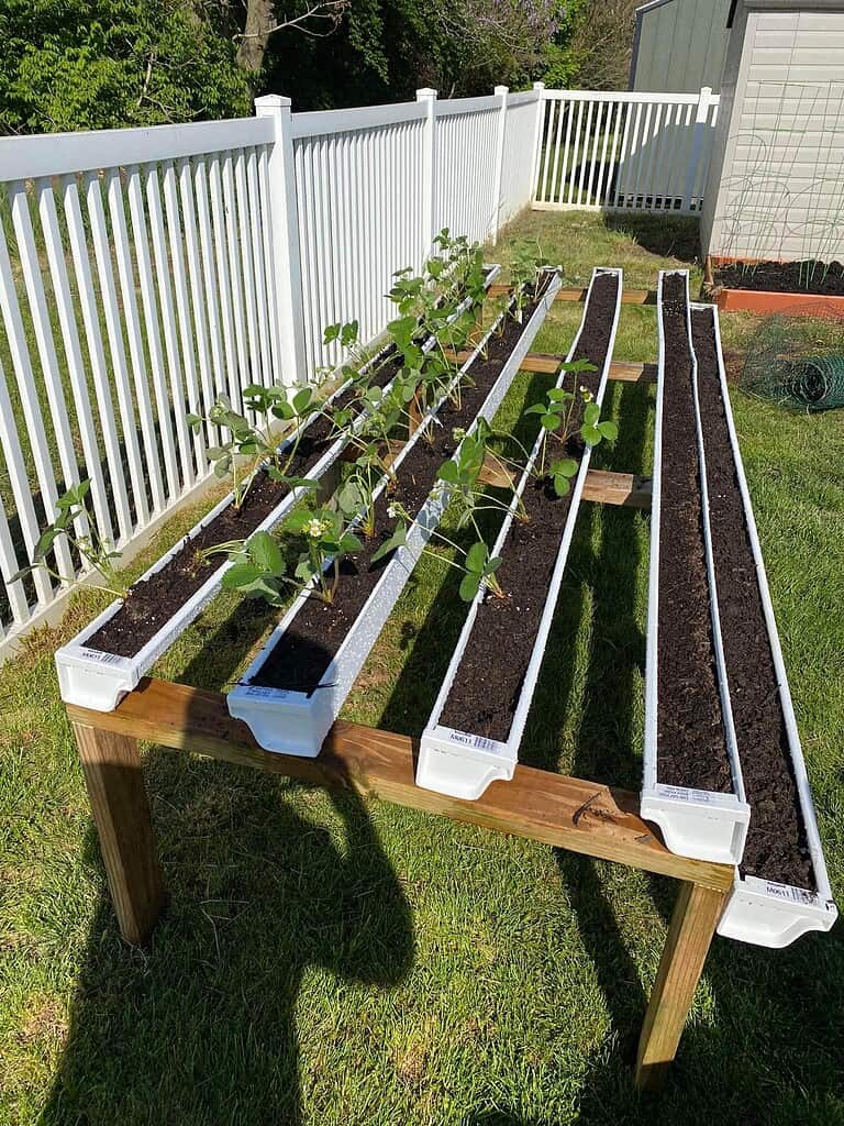 DIY elevated gutter planters with strawberry plants growing in long white containers beside a backyard fence.