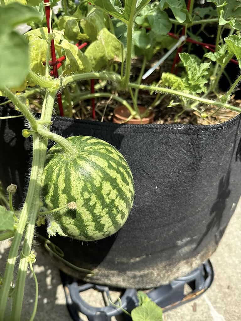 Small watermelon growing on a vine in a black fabric planter outdoors.
