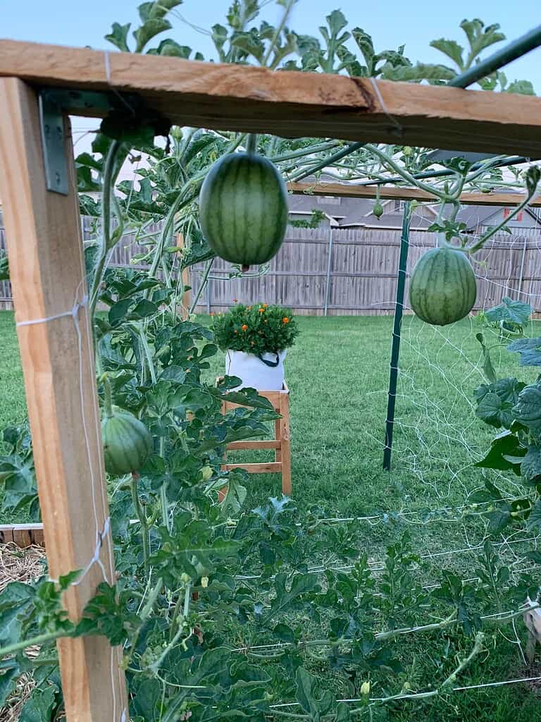 Several watermelons hanging from vines on a wooden trellis in a backyard garden.
