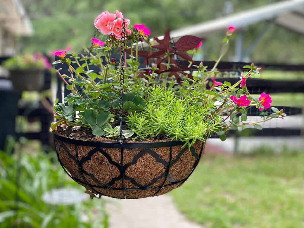 Flower pot hanging basket with mixed flowers and greenery outdoors.