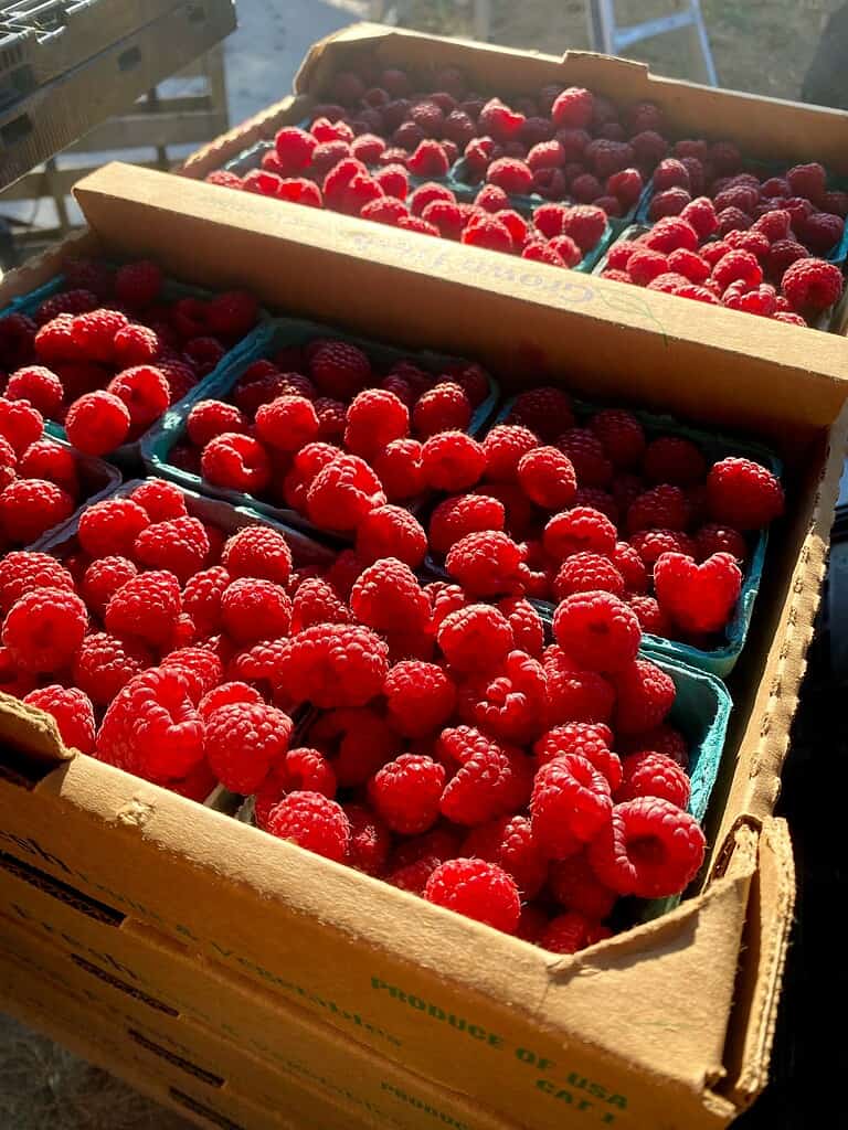 Cardboard flats filled with baskets of freshly harvested red raspberries glowing in warm sunlight.
