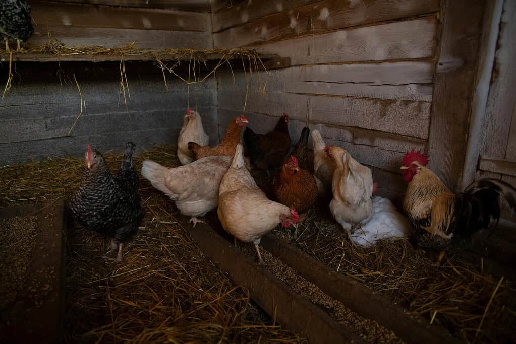 Several chickens gathered inside a wooden coop with straw-covered floors.