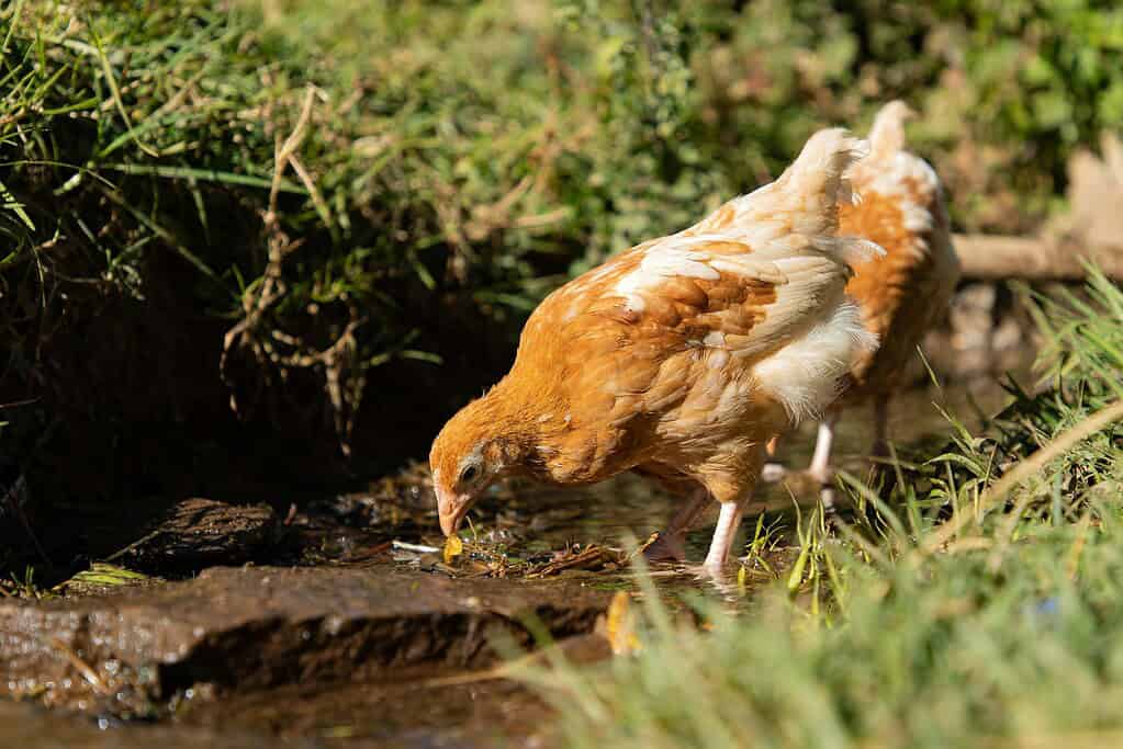 A free-range ISA Brown chicken.