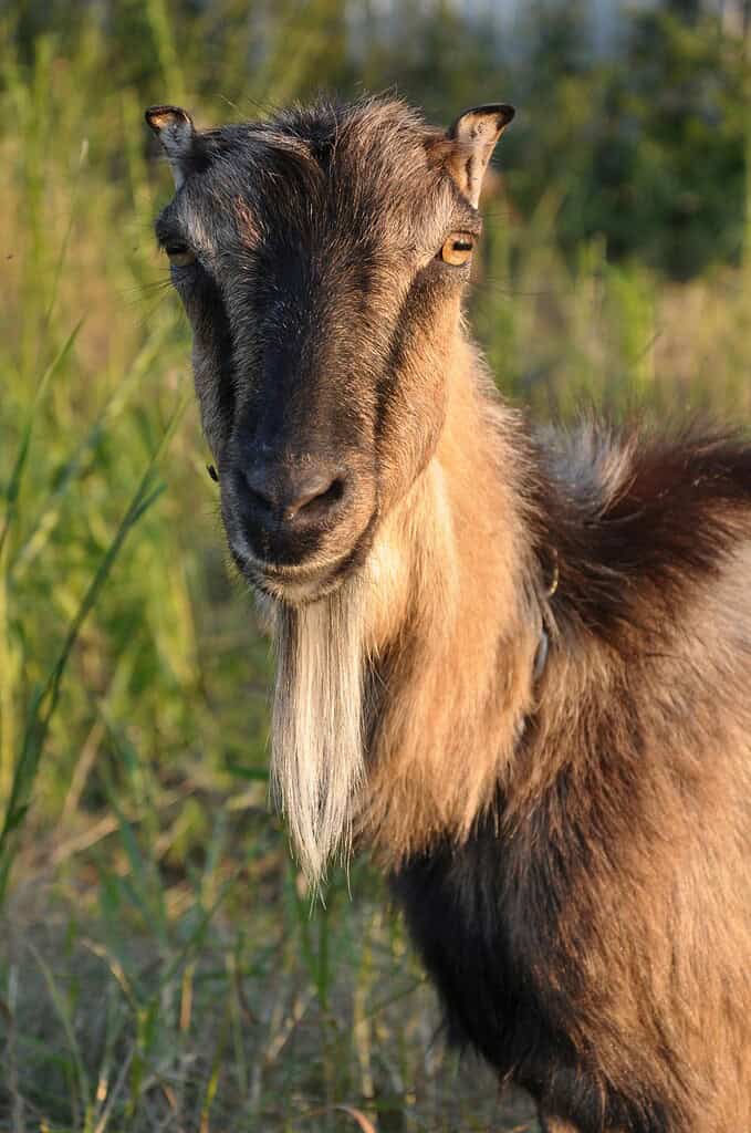 LaMancha dairy goat standing in tall grass at sunset.