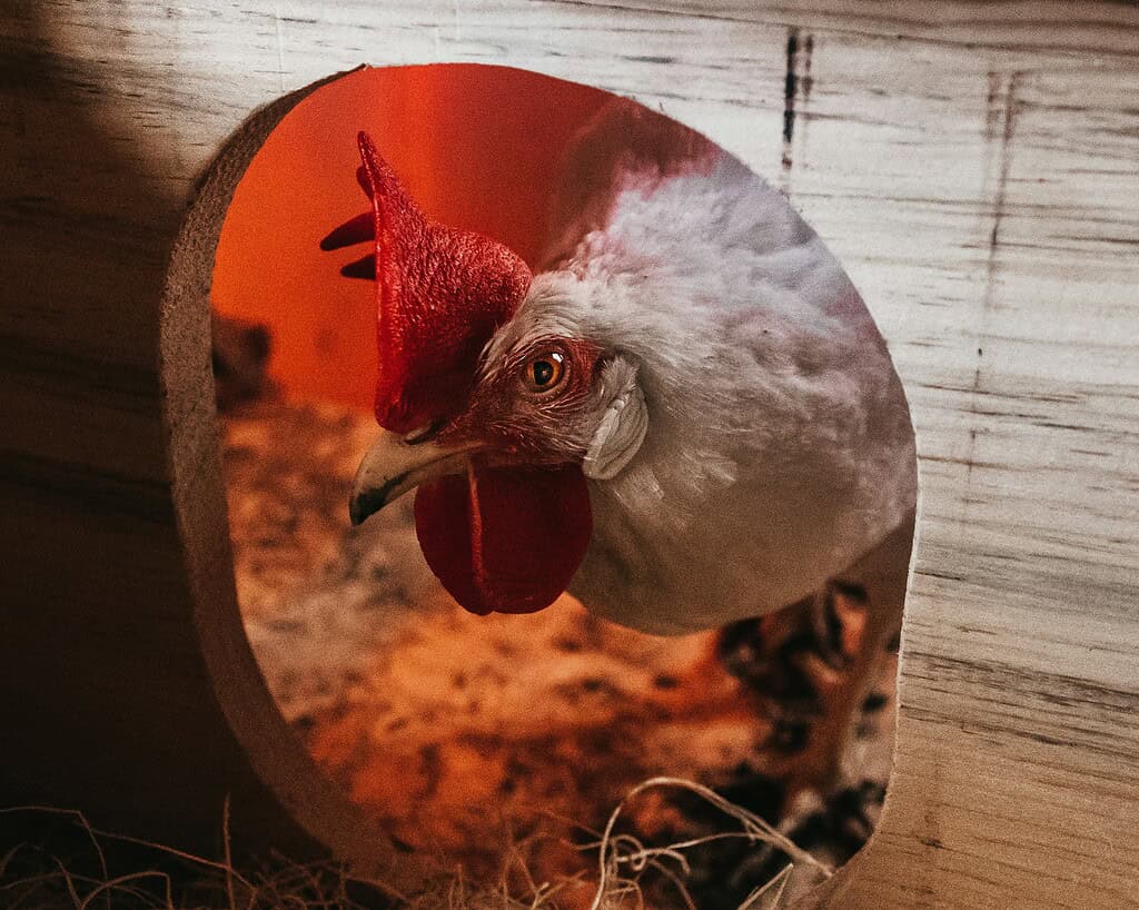 A white chicken peeking out from a wooden nesting box under warm light.