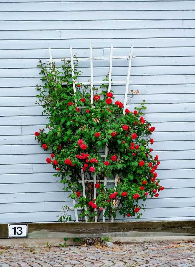 Lush red roses climbing a white wall create a stunning urban floral display.