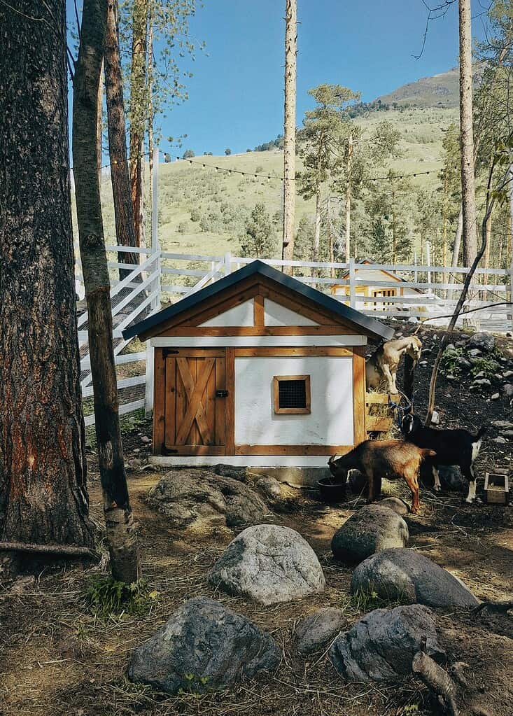 Small goat house in a wooded enclosure with goats nearby.

