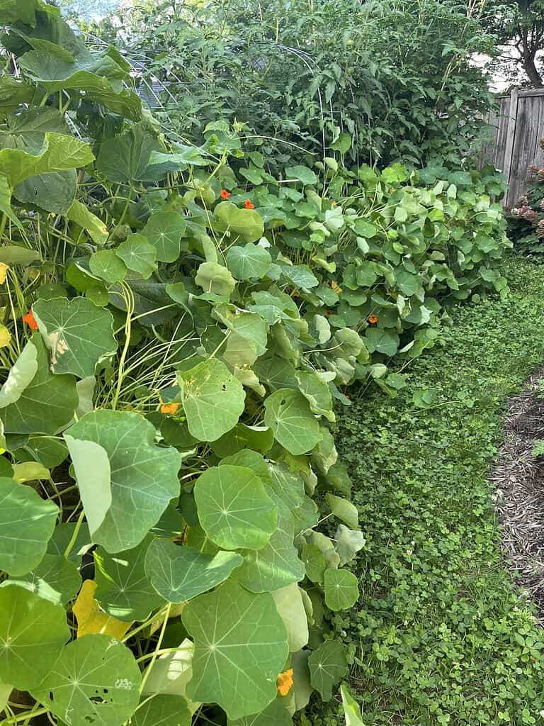 Lush garden bed overflowing with green nasturtium vines and tall tomato plants.
