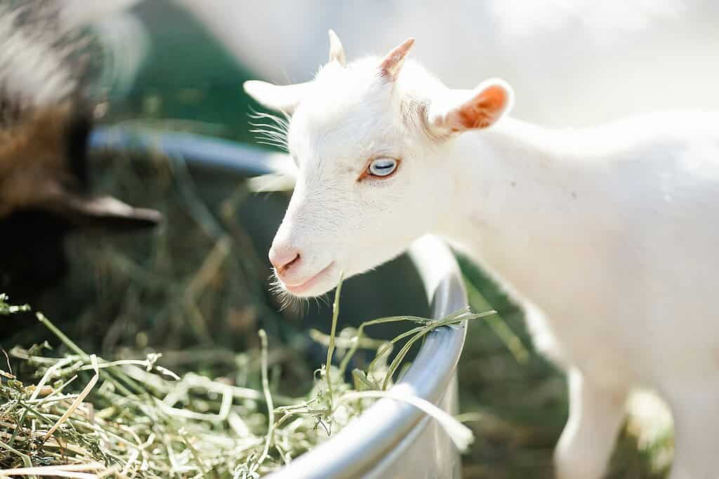 Nigerian Dwarf dairy goat kid eating hay in sunlight.
