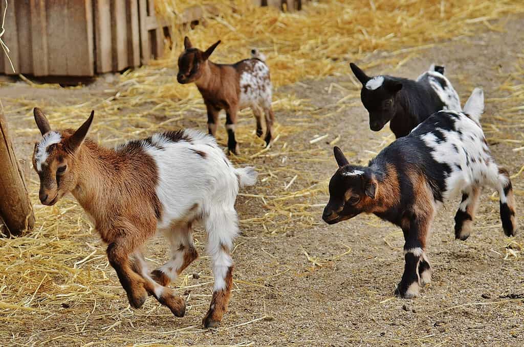 Nigerian Dwarf dairy goat kids playing in a straw-covered farmyard.
