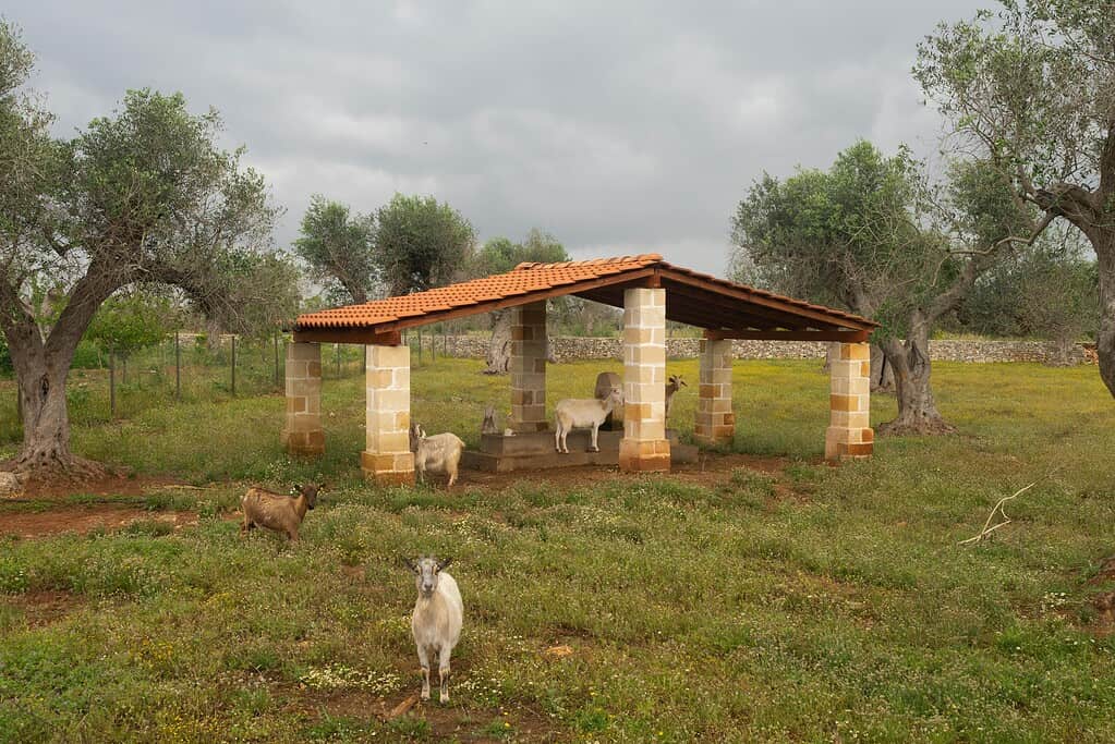 Goats grazing near a small open shelter in a grassy field.
