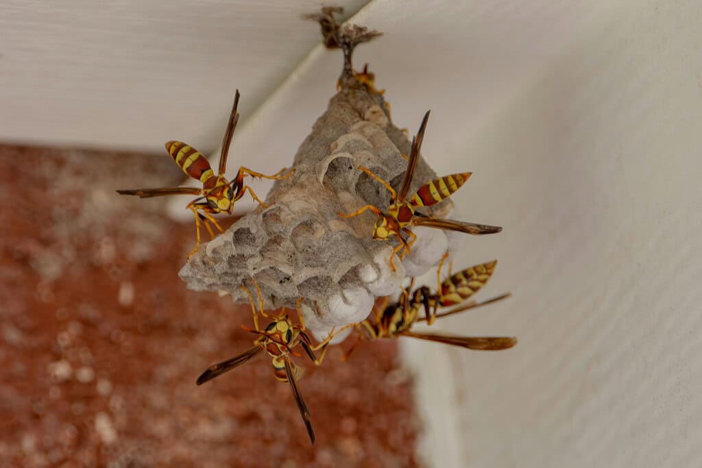 Paper wasp nest hanging from a corner with several wasps on it.
