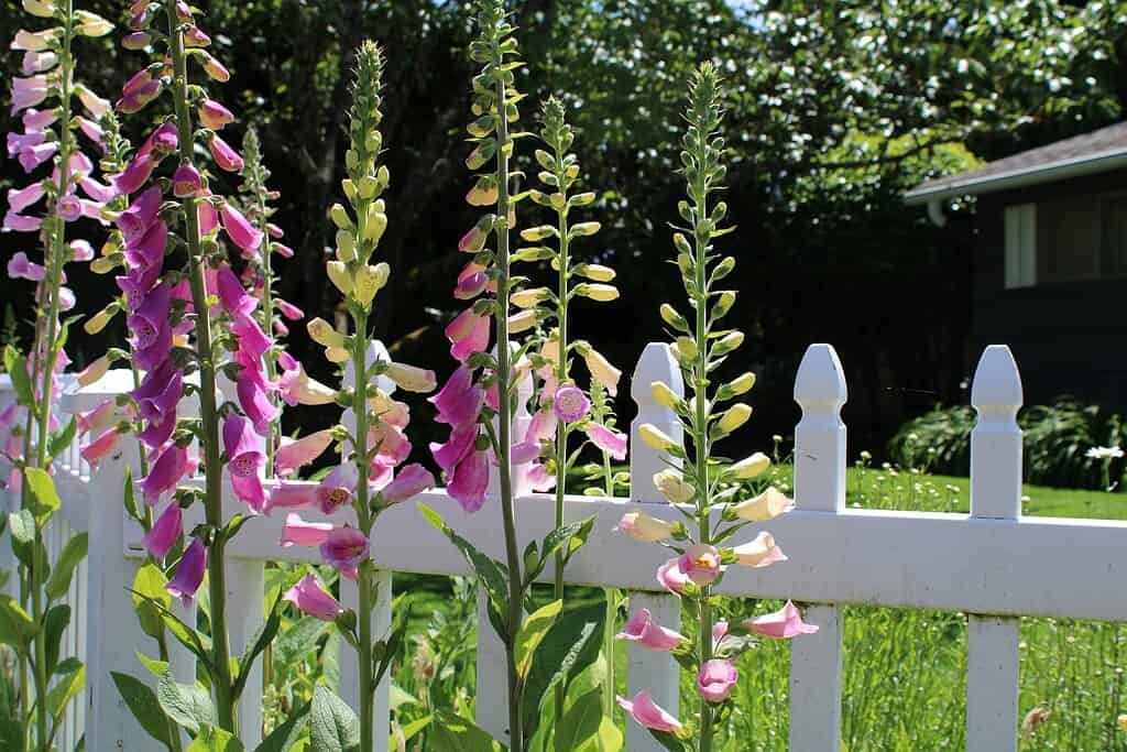 Cottage garden foxgloves blooming beside a white picket fence in summer sunlight.
