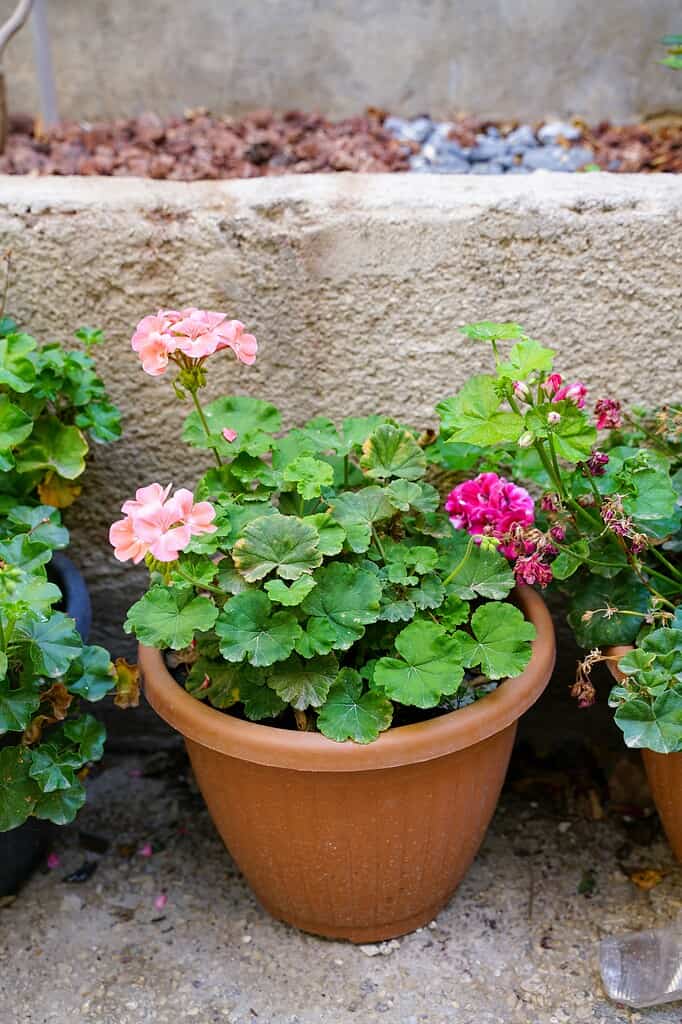 Pink and magenta geraniums growing in a terracotta pot.
