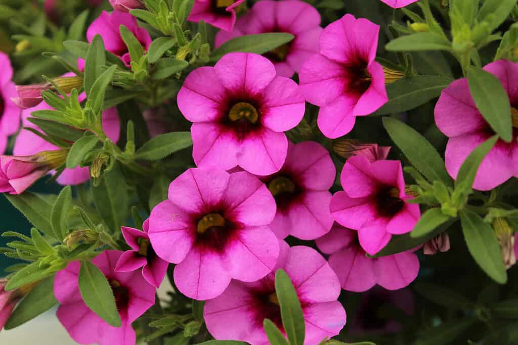 Pink calibrachoa flowers with dark centers blooming among green leaves.

